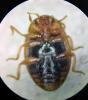 Rhyzobius litura